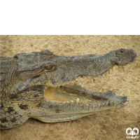 خانواده کروکودیل ها Crocodylidae